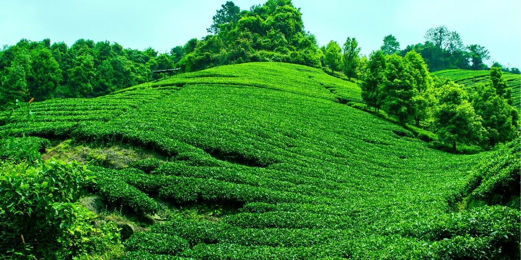 安吉茶山灌溉項(xiàng)目-PE灌溉管